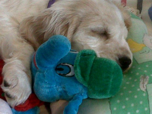 Es la cosita mas tierna y mimosa q conosi Es la cosita mas tierna y mimosa q conosi